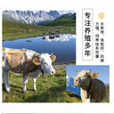 晉城西門塔爾母牛新價格一千斤的