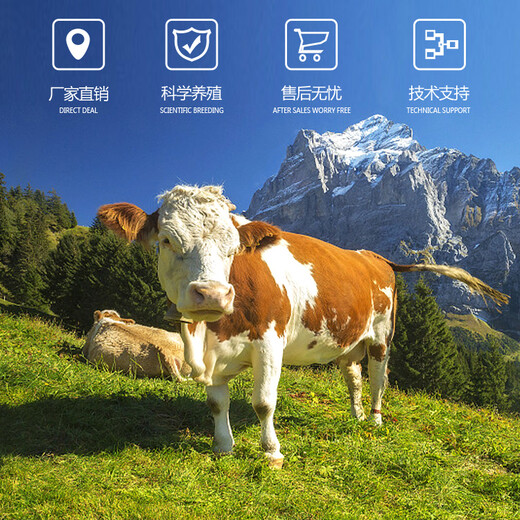 纯放山的西门塔尔小牛四百斤至五百斤2022年的价格