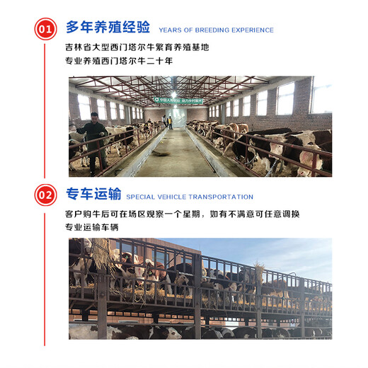 东北地区西门塔尔牛犊小母牛400至500斤新价格