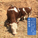 长的大的西门塔尔牛犊小母牛三百至四百斤报价