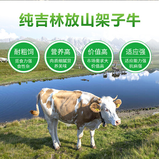 纯放山的西门塔尔牛小母牛400多斤的报价