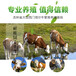 东北的架子牛西门塔尔牛犊小母牛四百至五百斤多少钱一只