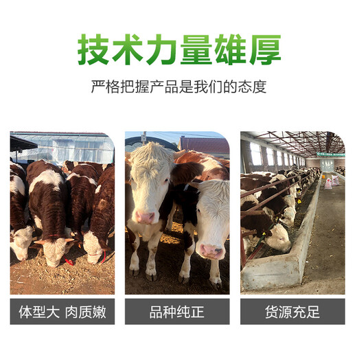资阳八百斤的西门塔尔母牛要多少钱