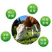 红白花片的西门塔尔基础母牛纯种现在什么价格