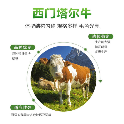 纯放山的西门塔尔基础母牛5之6个月市场价多少