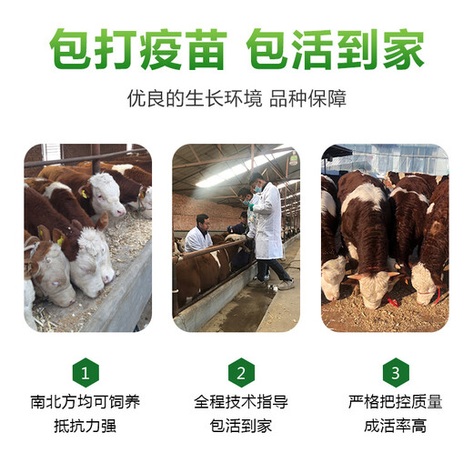 楚雄西门塔尔繁殖母牛价格多少一头纯种的