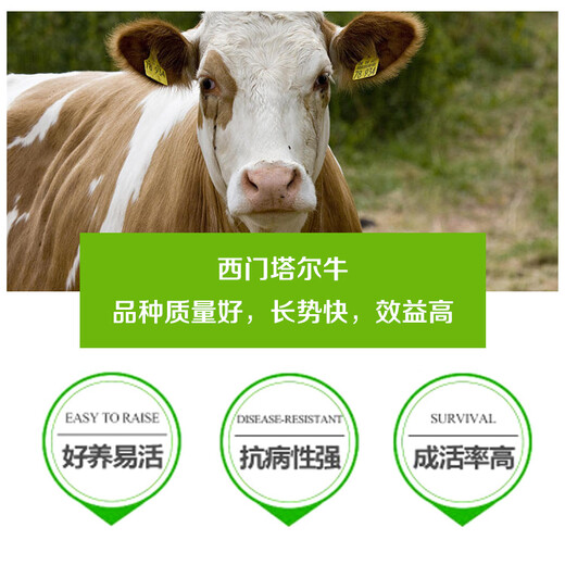 纯放山的西门塔尔母牛300至400斤多少钱一只