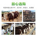 长的大的西门塔尔二岁母牛300至400斤新价格