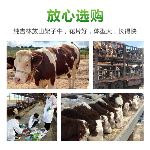 东北的架子牛西门塔尔小母牛犊400多斤的价格已更新