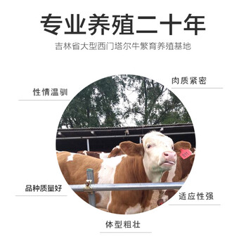 台州西门塔尔牛养殖场