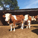 万盛300至400斤西门塔尔怀孕母牛的价钱