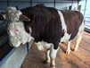 西门塔尔五百至六百斤小公牛现在什么价格