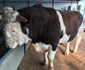 西门塔尔五个月牛犊小母牛多少钱一头
