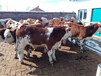 安徽滁州西门塔尔牛养牛场货源充足