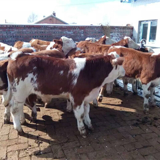 西门塔尔400多斤牛犊小母牛市场价多少