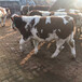 5之6个月西门塔尔小母牛犊潍坊市场价多少