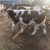 西门塔尔6之7个月小牛犊价格