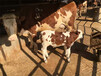 玉溪大型中转基地西门塔尔2岁母牛价格
