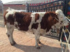 5之6个月西门塔尔小母牛犊潍坊报价