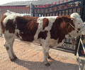 莱芜六百斤的西门塔尔母牛多少钱