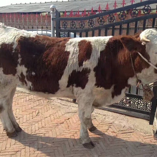 蚌埠六百斤的西门塔尔母牛