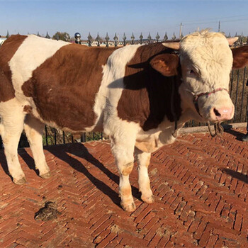 铜川西门塔尔小牛犊多少钱