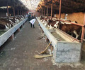 安阳养殖场西门塔尔母牛苗800斤多少钱