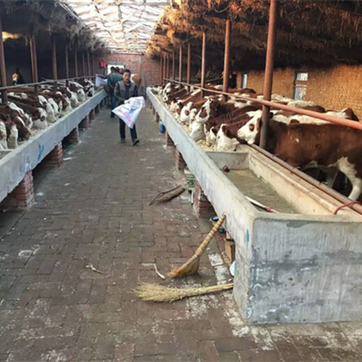 安阳养殖场西门塔尔母牛苗800斤多少钱
