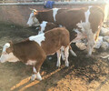 西门塔尔6个月的2岁母牛市场价多少