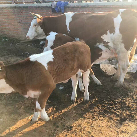 600斤西门塔尔牛犊小母牛十堰的价钱