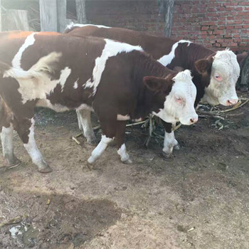六百多斤西门塔尔牛犊小母牛出售浙江