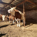 西门塔尔2岁母牛四百斤至五百斤市场价多少