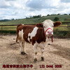 西门塔尔四百至五百斤小公牛现在什么价