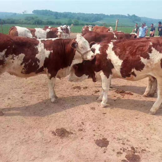 西门塔尔四五百斤小母牛犊市场价多少