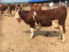 怒江大型养牛场500斤西门塔尔牛犊子价格