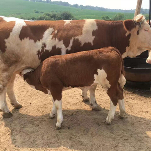 300--400斤西门塔尔牛犊小母牛台州出售