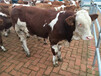 西门塔尔三百斤小母牛价格