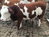 梅州西门塔尔六百斤的牛现在什么价