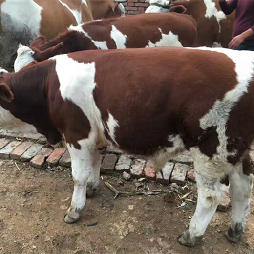 西门塔尔繁殖母牛500多斤的出售