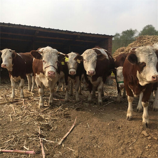 内蒙古阿拉善盟西门塔尔牛大型养牛场