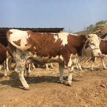 内蒙古西门塔尔牛犊价格图片