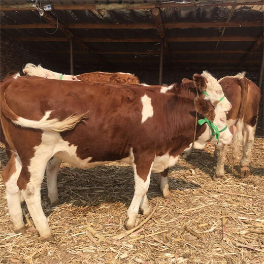 凉山肉牛养殖基地西门塔尔400斤牛苗价格