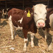 西門塔爾懷孕母牛可技術跟蹤服務1000--1100斤多少錢一只2022已更新(今日/處理)