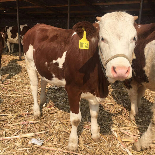 西门塔尔六百多斤小母牛出售