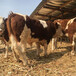 西门塔尔500斤左右牛犊小母牛的价格
