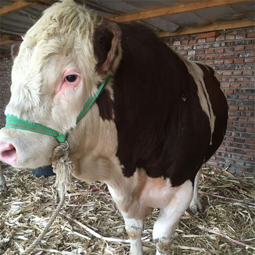 三明西门塔尔四百斤至五百斤小母牛新的价格