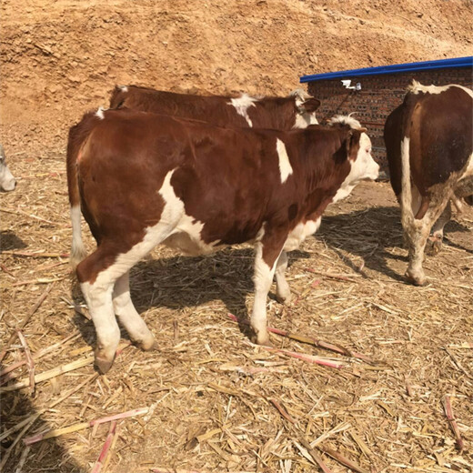 呼和浩特400斤左右小牛犊价格