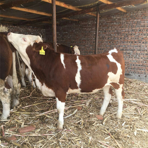 西门塔尔怀孕母牛全国发货一千一百斤的价钱2022已更新(今日/推荐)