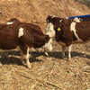 西门塔尔5个月母牛苗出售