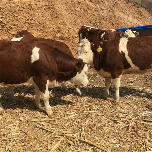 河南省西门塔尔牛大型中转场四百斤至五百斤母牛多少钱一只